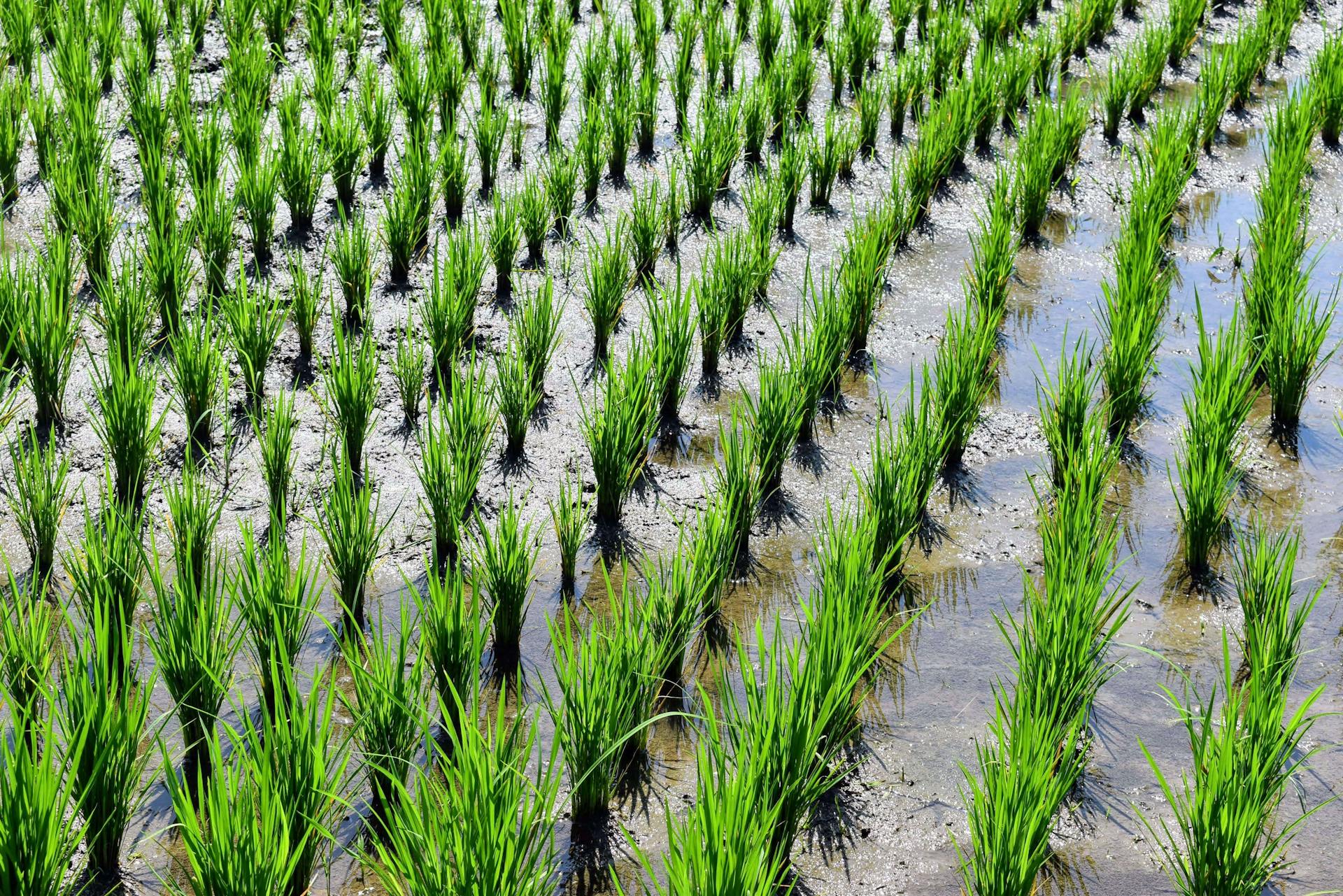 Vita in risaia: acqua, suolo e osservazione continua